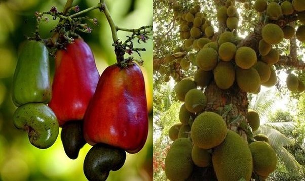 Cashew & Jackfruit